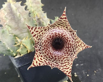 Huernia guttata hybrid, read description!