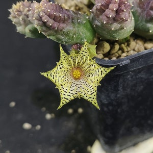 Huernia kennedyana, rarely offered! read description!