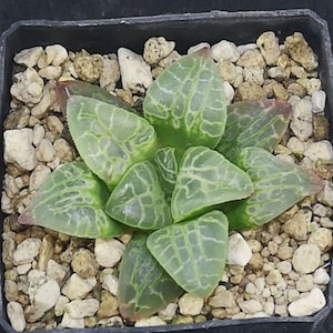 Puede incluir: Una pequeña planta suculenta en una maceta negra cuadrada. La planta tiene hojas verdes translúcidas con intrincados patrones de venas blancas y puntas rojizas. La maceta está rodeada de pequeños guijarros de color claro.