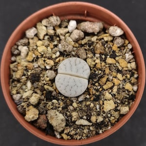 Lithops gracilidelineata C261