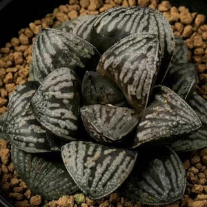 Haworthia splendens &#39;PEARL&#39;