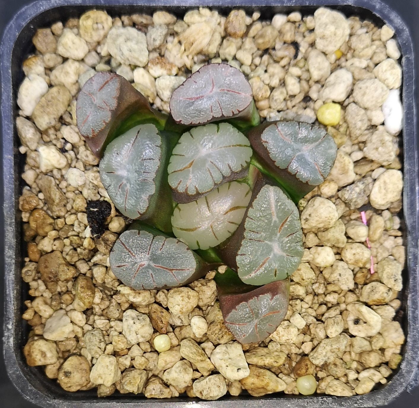 HW173 Haworthia Maughanii 'MURASAKI PURPLE Z1' Read Description