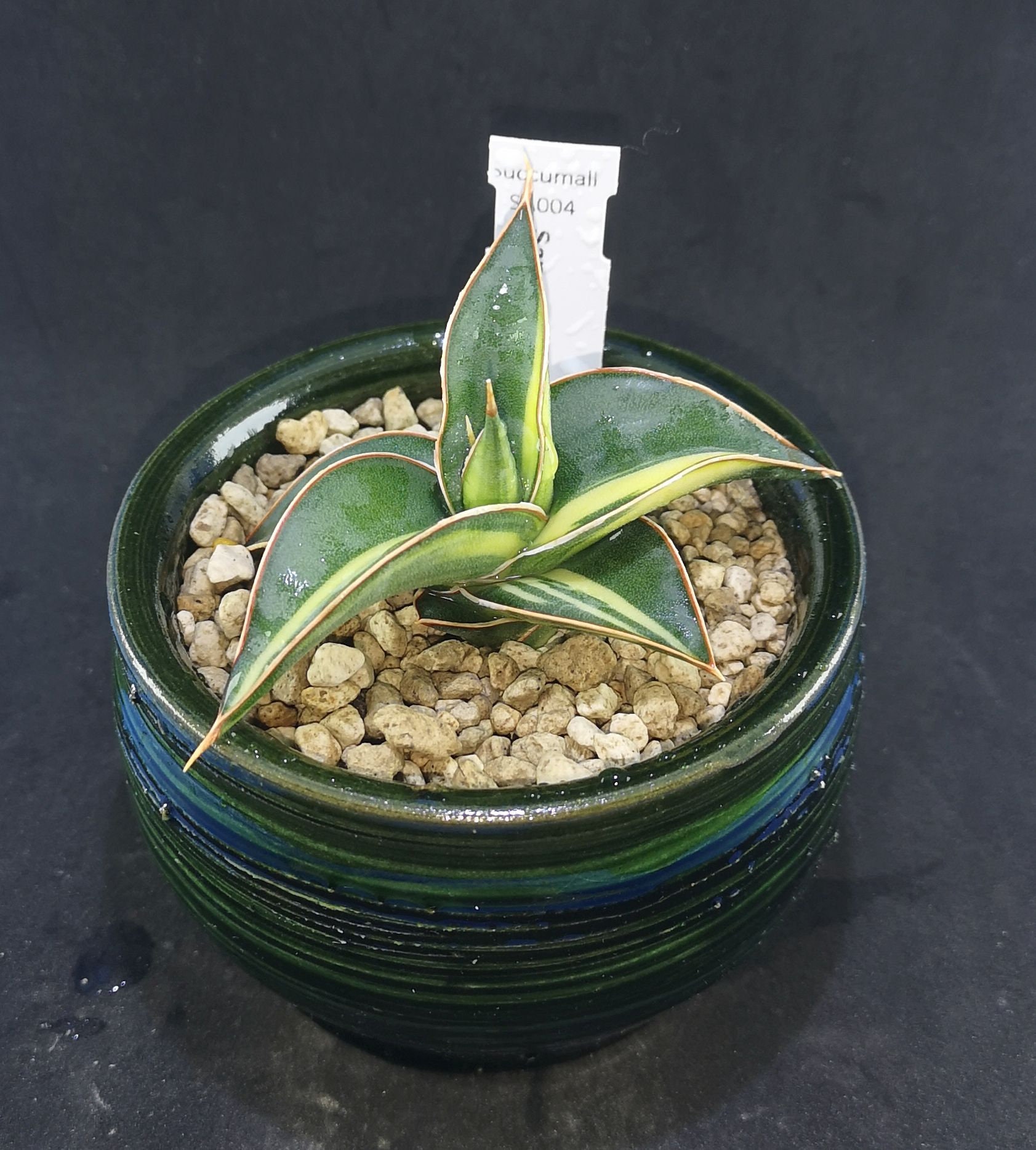 areca palme zimmerpflanze Dypsis lutescens – PflanzenFuerAlle