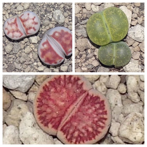 Lithops julii ssp. julii 'Kikushogiyoku',