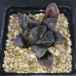 HW298 Haworthia splendens &#39;SISHIDEN&#39;、説明を読んでください！