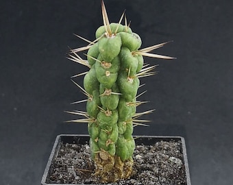 Eulychnia castanea f. varispiralis, real plant! Read description!