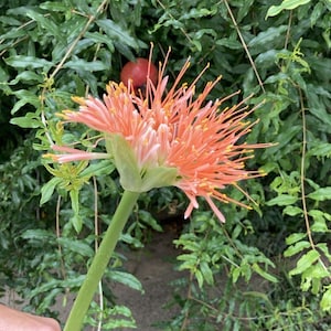 Puede incluir: Primer plano de una flor de color naranja brillante con pétalos largos y delgados. La flor crece en un tallo largo y verde. La flor está enfocada, mientras que el fondo está desenfocado.