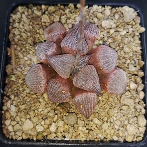 HW302 Haworthia splendens 'RED BLUE CRAB' read description!