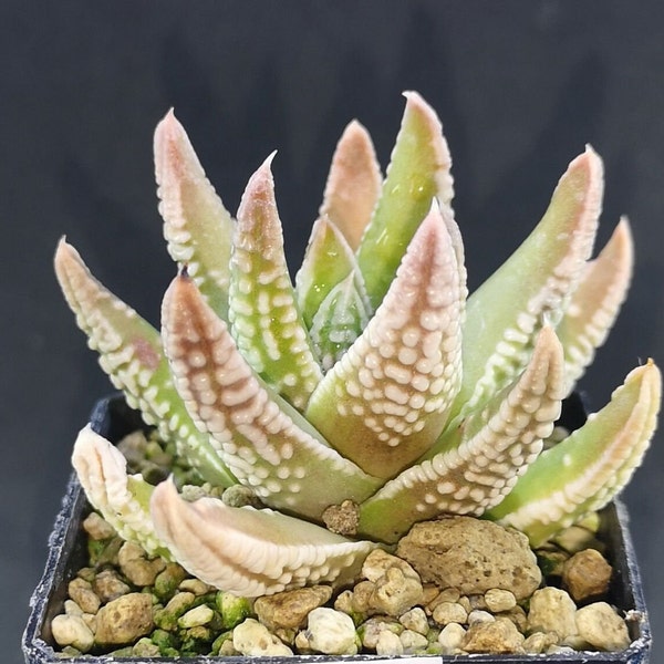 Haworthia/ Tulista 'EMPEREUR'