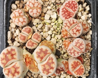 ME059 Semillas de Lithops karasmontana 'Mickbergensis', ¡lea la descripción!