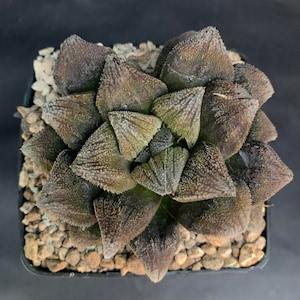 HW301 Haworthia &#39;DRACULA&#39; Gerhard Marx hybrid, read description!