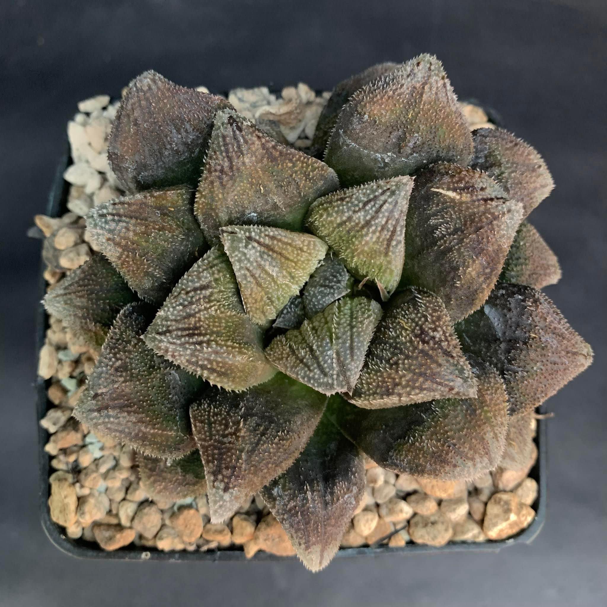 HW301 Haworthia 'DRACULA' Gerhard Marx Hybrid, Read Description