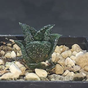 Haworthia nigra IB6556, read description!