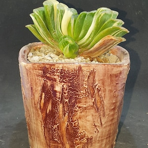 Haworthia truncata &#39;LIME&#39; variegated & handmade pot, read description!