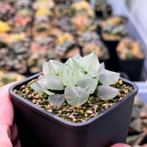 Haworthia Transparent - Etsy Australia