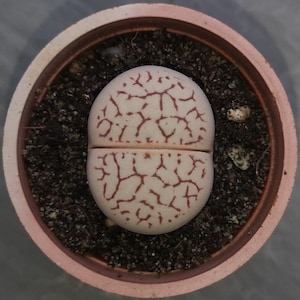 May include: A light brown ceramic pot containing a light brown succulent plant with a white and red patterned surface. The plant is in the centre of the pot and is surrounded by dark brown soil.