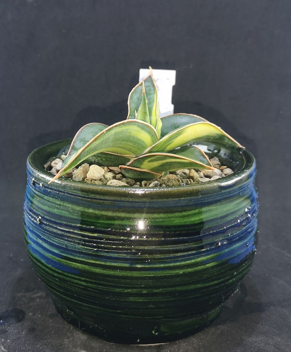 strelitzia nicolai 120 cm Strelitzia nicolai, wild banana, giant White bird of paradise 24” Box