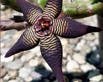 Stapelia cedrimontana, read description!