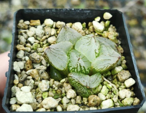HW530 Haworthia Mutant 'POPCORN', Read Description! - Etsy