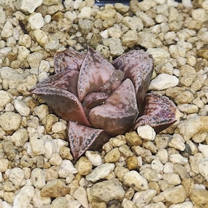 HW193 Haworthia &#39;BRONZE SPARROW&#39;, You can find only in my store!