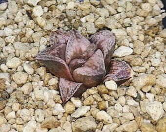 Haworthia 'BRONZE SPARROW', You can find only in my store!