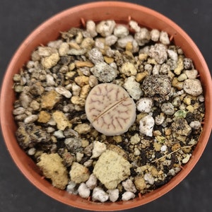 Lithops bromfieldii C44