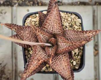 HW398 Haworthia Koelmaniorum 'NIOMON' Kuroo Shisei 