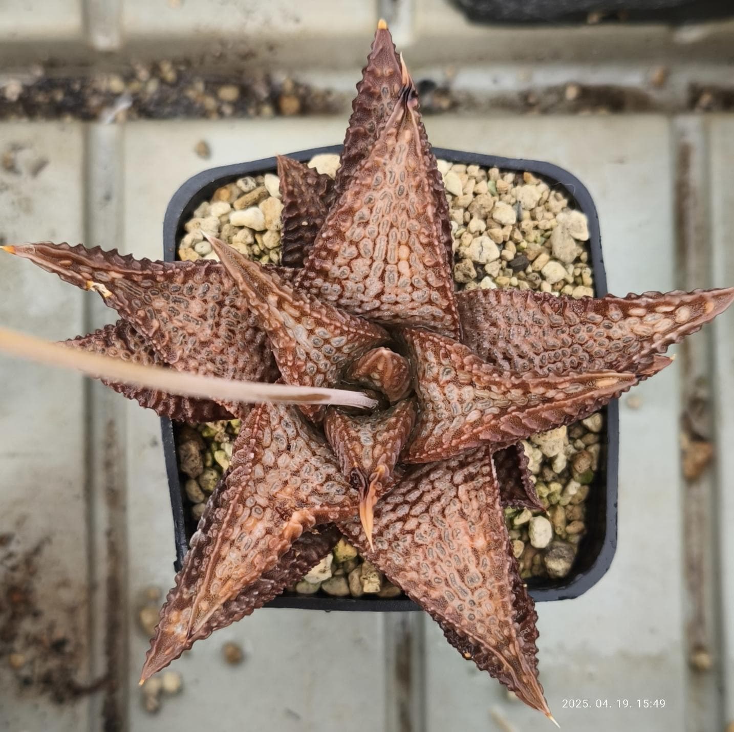 HW398 Haworthia Koelmaniorum 'NIOMON' Kuroo Shisei 