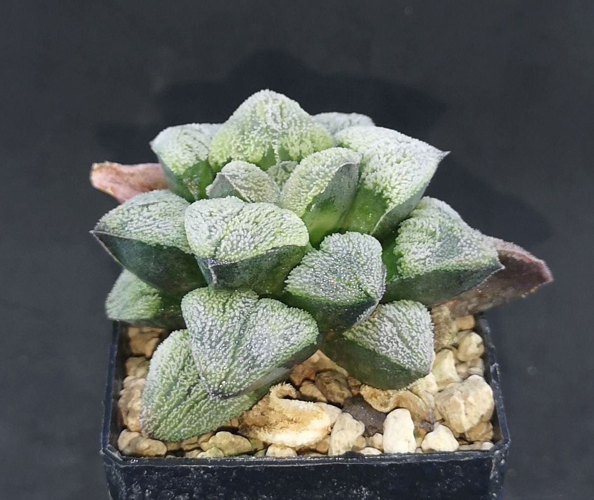 Haworthia Pygmaea 'YUKIHIME' XXL 3! Read Description! - Etsy