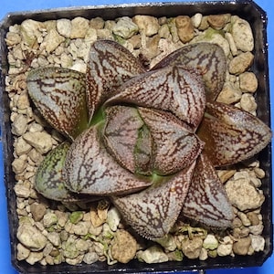 HW177 Haworthia white snake/HAKUJA Renny Wong hybrid, read description! real plant!