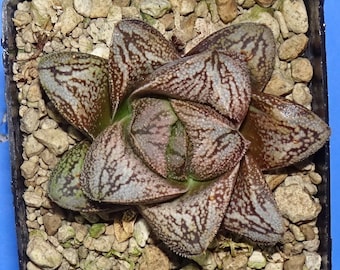 HW177 Haworthia White Snake/hakuja Renny Wong Hybrid, Read