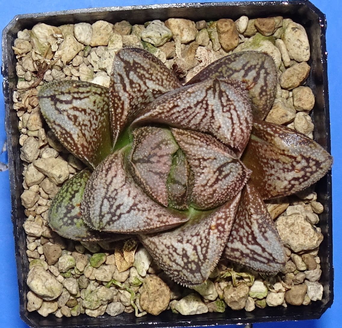 HW177 Haworthia White Snake/hakuja Renny Wong Hybrid, Read