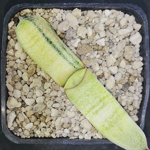 Gasteria batesiana variegated ,Read description!