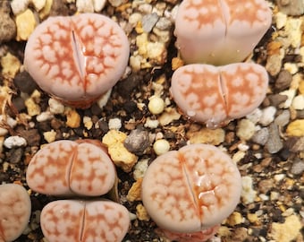 コノフィツム　stevens jonesianum Conophytum stevens-jonesianum #1454.33 - Mesa Garden