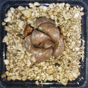 HW290 Haworthia splendens &#39;CHOCOLATE MATCHA&#39; , read description!