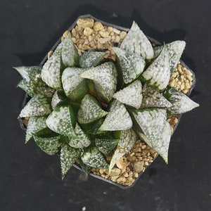 Haworthia splendens &#39;PATELONG&#39; XXL 6 ! Read description!
