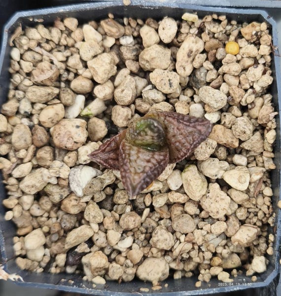 HW398 Haworthia Koelmaniorum 'NIOMON' Kuroo Shisei 