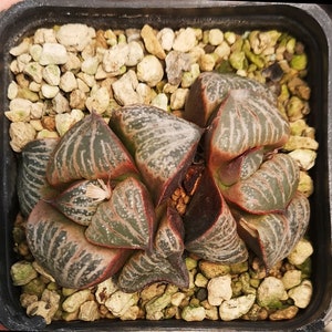 HW112 Haworthia splendens 'Horigawa No.1'