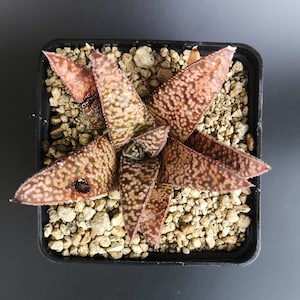 HW229 Haworthia koelmaniorum X Gasteria &#39;BLACK PALM KING&#39;  沙鱼掌杂黑王, read description!