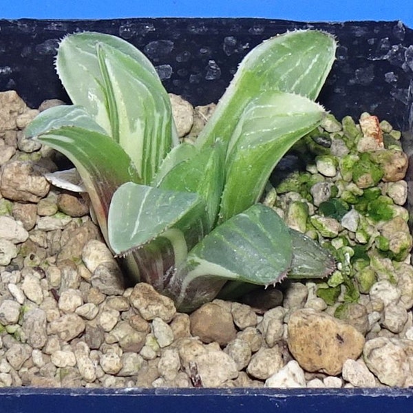 Haworthia mutica  'VARIEGATED'