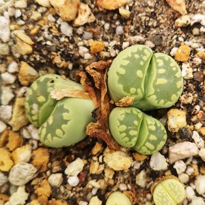 ME036 Lithops otzeniana C350 seeds , read description!