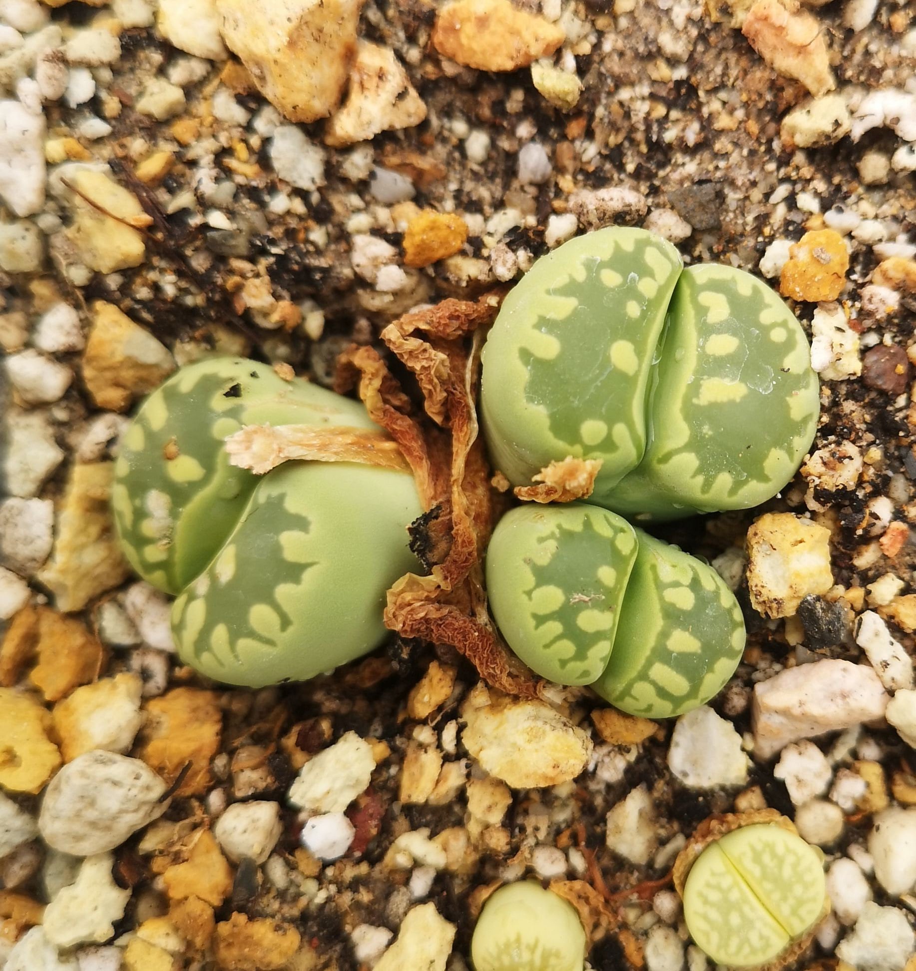 Lithops otzeniana - Etsy 日本