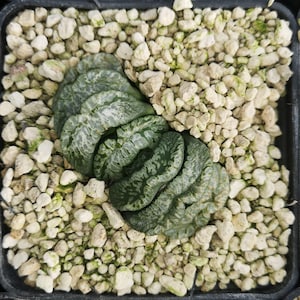 HW140 Haworthia truncata &quot;GENBU&quot;