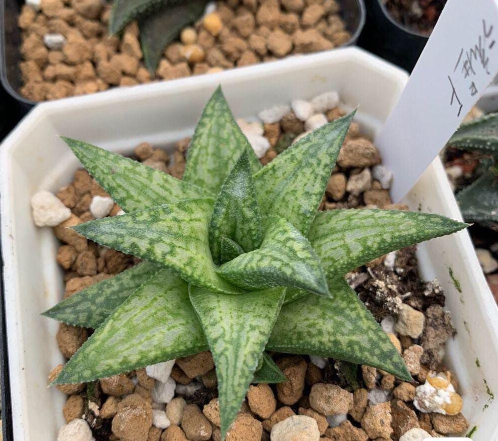 Haworthia venosa - Etsy 日本