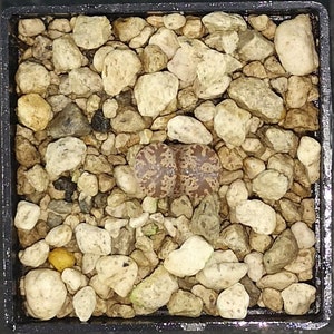 May include: A close-up of a small, brown and white succulent plant with a mottled pattern, growing in a pot filled with small, light brown pebbles.
