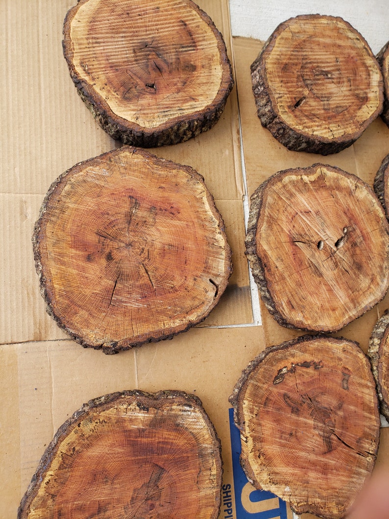 Real Wood Slices Cookies Sun Dried Avg. 7 X 1 & Etsy