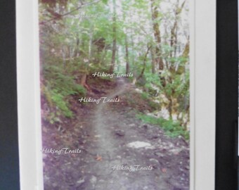 PHOTO Note Card, Forest Trail, removable print, blank greeting , forest wall art, Sharon Kay, digital print, nature, Fine Art Photograph