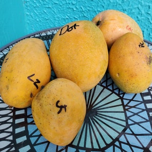 Puede incluir: Cinco mangos amarillos maduros con marcas negras y etiquetas manuscritas est&aacute;n dispuestos en una bandeja decorativa. Los mangos tienen una textura moteada y tama&ntilde;os variables. La bandeja tiene un patr&oacute;n geom&eacute;trico azul y blanco.