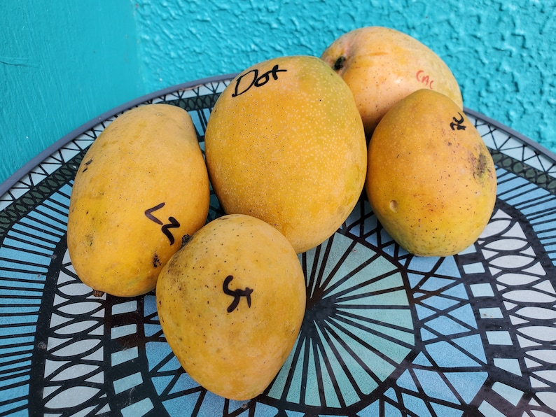 Puede incluir: Cinco mangos amarillos maduros con marcas negras y etiquetas manuscritas est&aacute;n dispuestos en una bandeja decorativa. Los mangos tienen una textura moteada y tama&ntilde;os variables. La bandeja tiene un patr&oacute;n geom&eacute;trico azul y blanco.