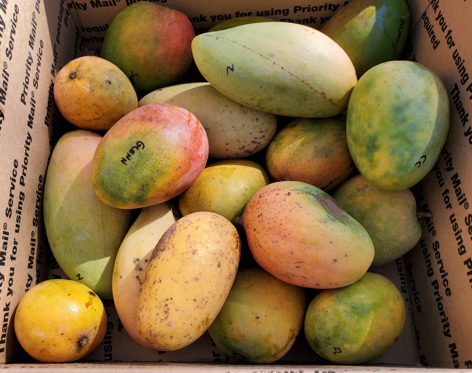 Premium Fresh Mangos Box / Exotic Mangoes / Rare Tropical Etsy